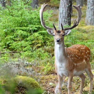 Südliches Småland mit Kindern: Eintauchen in die Natur