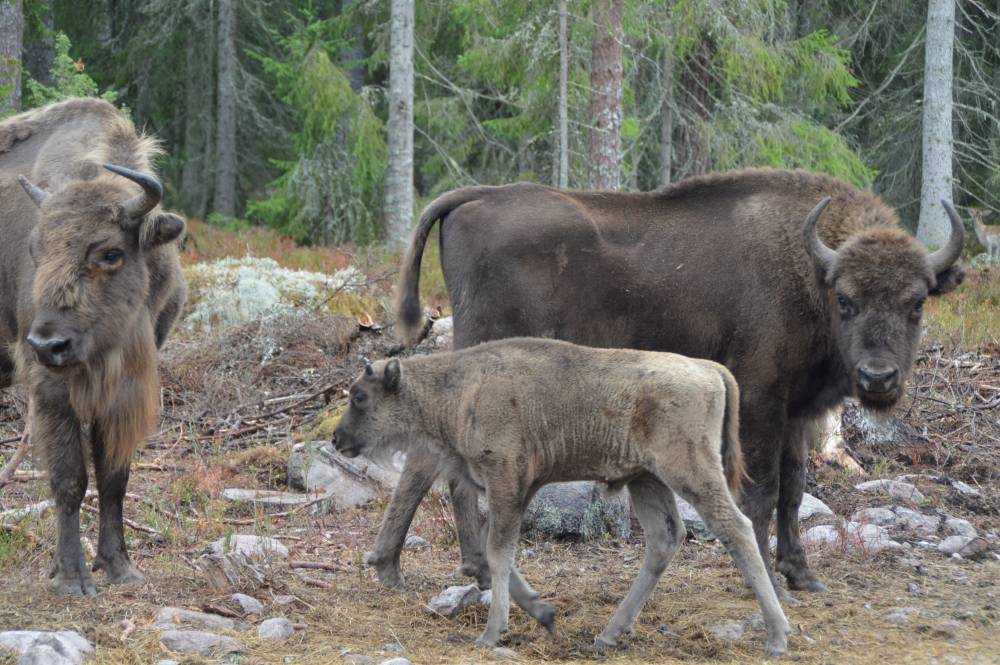 Kosta Safaripark