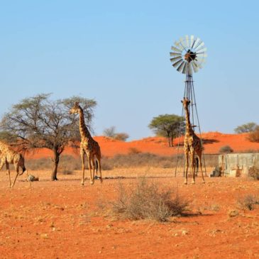 Namibia mit Kindern – mein Traum wird wahr [Überblick: Route und Highlights]