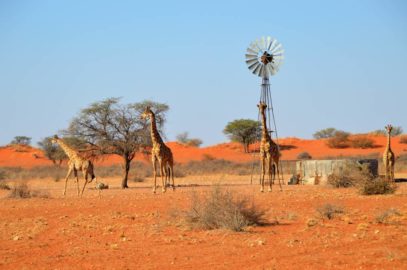 Namibia mit Kindern Roadtrip