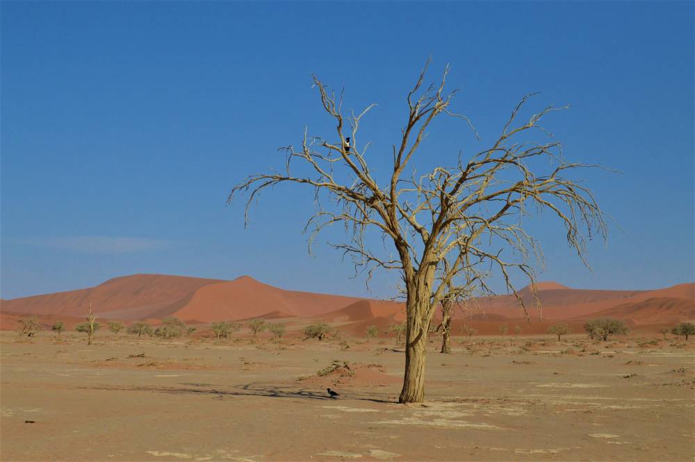 Namibia mit Kindern Sossusvlei