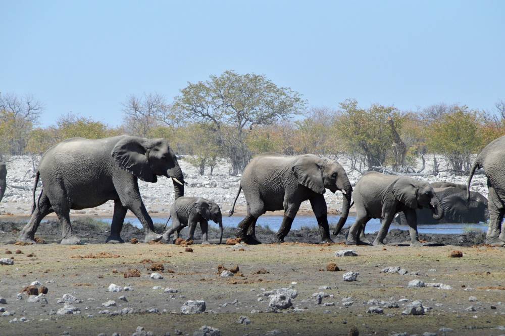 Namibia mit Kindern Etosha