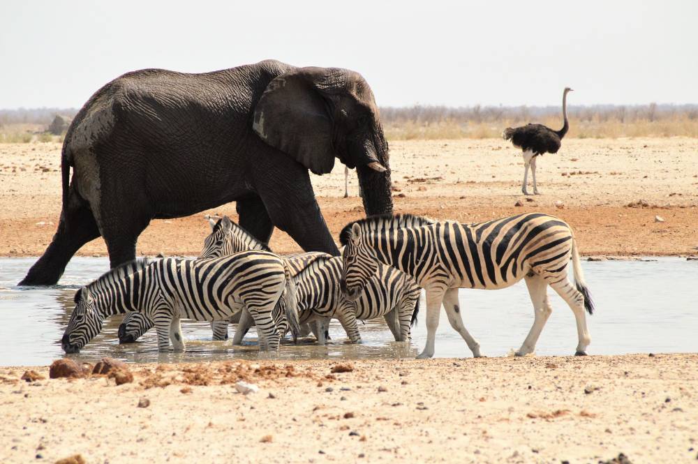 Namibia mit Kindern Etosha