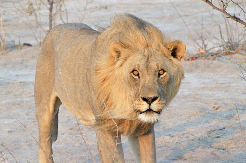 Nambia mit Kindern Etosha