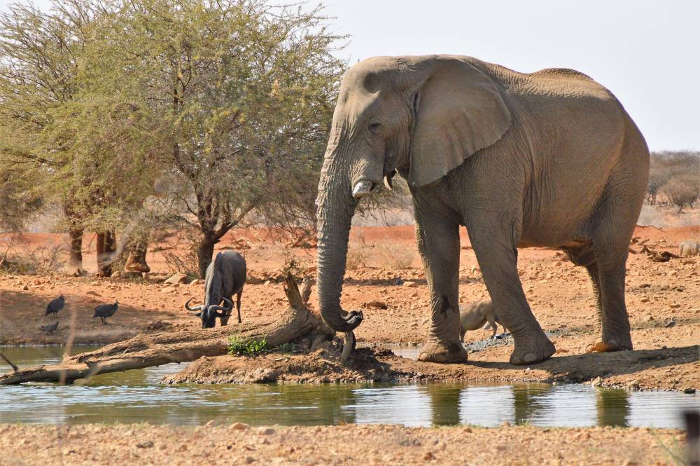 Namibia mit Kindern Elephant Lodge